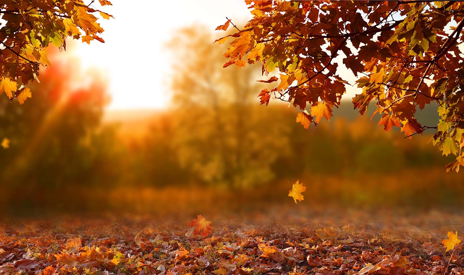 It’s Fall!